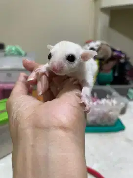 Sugar glider leu