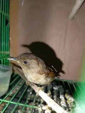 Burung Flamboyan
