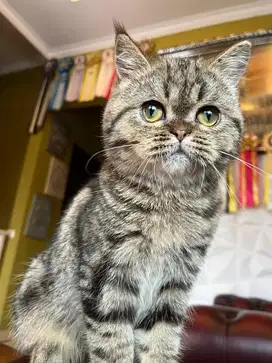 Kucing anak kucing kitten  scottish straight