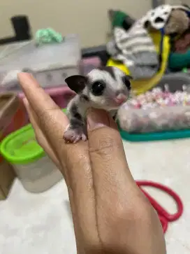 Sugar glider grey