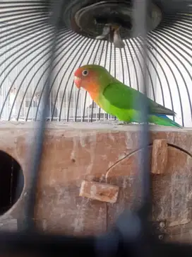 Lovebird non klep barong