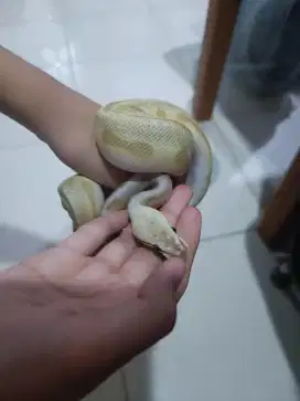 Chocolate lesser spider enchi leopard het hypo female BP