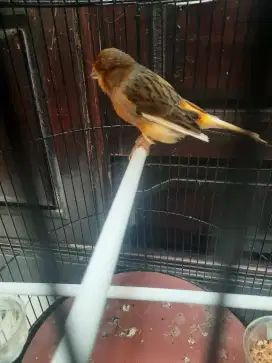 Kenari border baru rapih mabung..