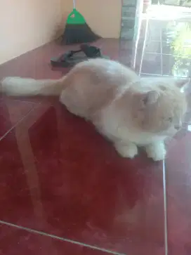 Yg minat kucing monggo
