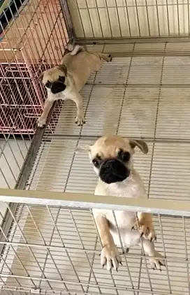 Pug usia 2 bulan