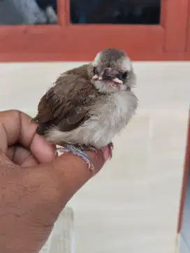 Anak Burung Trucukan