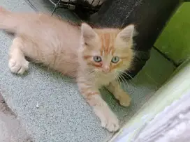 Kitten Persia betina