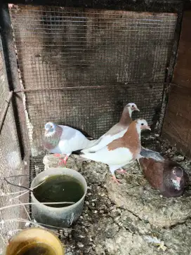 Burung dara sepasang