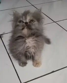 Kucing persia kitten