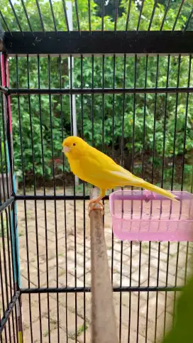 Burung Kenari Kuning Extrajoss