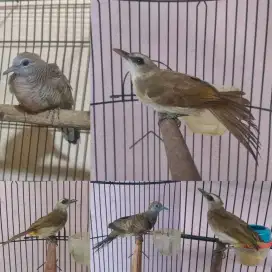 Perkutut dan trucuk borongan 5 ekor
