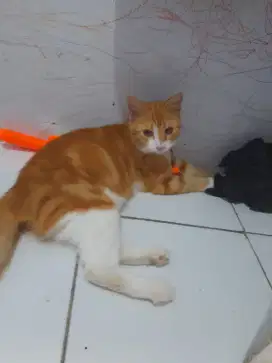Free Adopsi kucing lucu