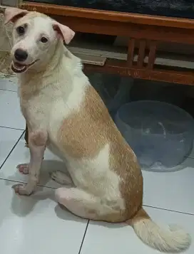 Open Adopt for a puppy