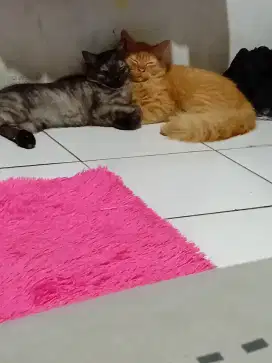 2 ekor kucing Persia jantan umur 5bln sehat