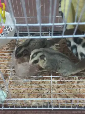 Sugar glider 2 ekor jantan bonusnya banyak