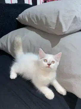 Kitten persia jantan dan betina
