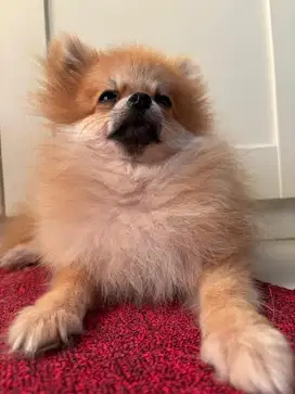 Anjing dog pomeranian jantan