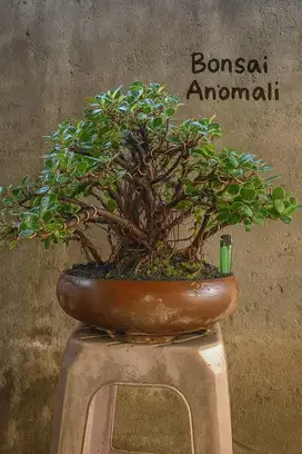 Bonsai Beringin Dolar