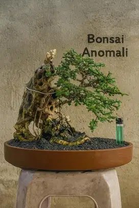 Bonsai Hokiantea