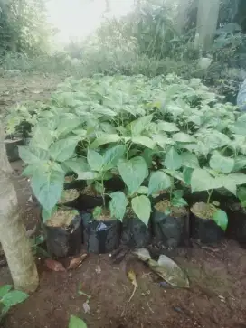 Bibit cabe rawit setan