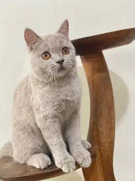 British Short Hair ( BSH ) Lillac