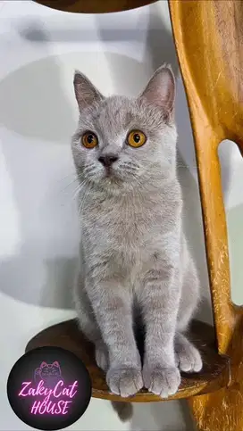 Brittish Short Hair ( BSH ) Lillac