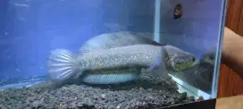 Ikan Channa Asiatica