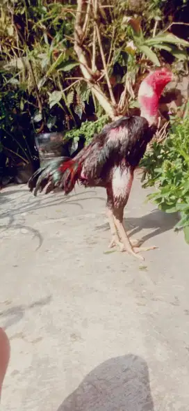 Ayam ganoi pukul super mantap jos semi naga temurun besar pukul berat