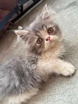 Kucing Persia Peaknose