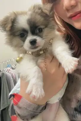Pom mix husky umur 2bulan blm suntik vaksin