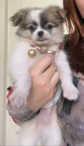 Pom mix husky umur 2bulan blm suntik vaksin