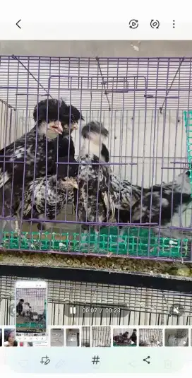 PolNd dan silie anakan