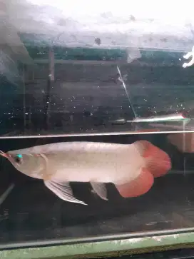 Arowana Superred Spesial size 35cm