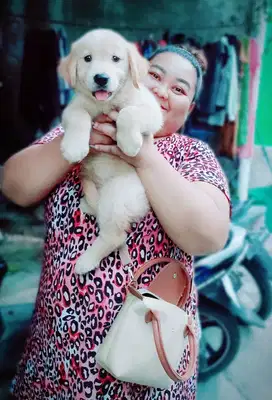 Golden Betina Cantik BigBone