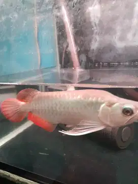 Arowana Semi King size 28cn