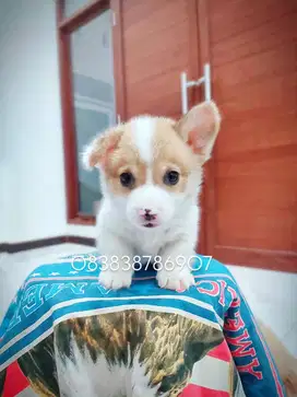 SEMARANG Corgi jantan cakep