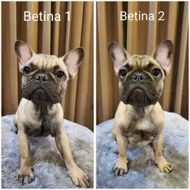 Calon indukan french bulldog, keturunan ina.ch