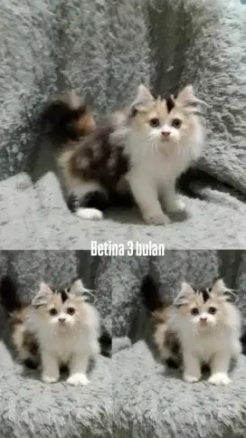 Kucing persia gimbul