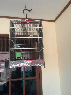 Kandang ex kacer