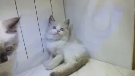 Kucing kitten ragdoll betina