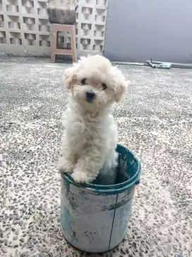 Jual ToY poodle