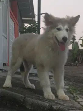 Alaskan malamute puppies big bone borongan 4 ekor