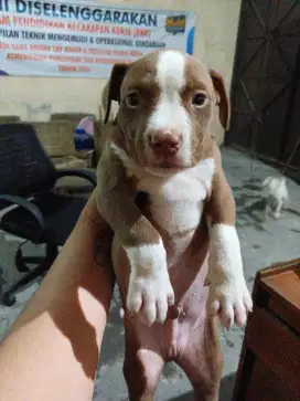 puppies american pitbull terrier pure non stb