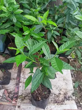 Bibit pohon salam