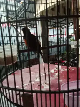 dijual sepasang murai batu belum jodoh