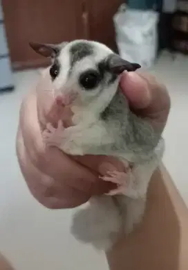 Sugar Glider Joey Mozaik het leucistic
