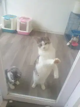 Sepasang mainecoon np