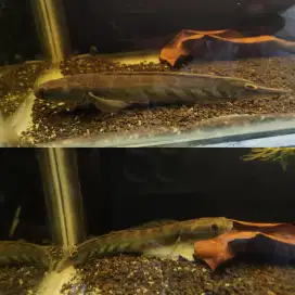Channa Maru Simet 15cm