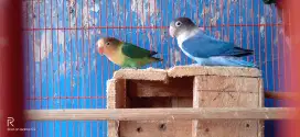 Lovebird sepasang 250rb