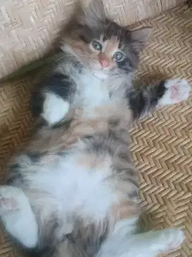 Kitten Persia unik dengan 3 warna bulu